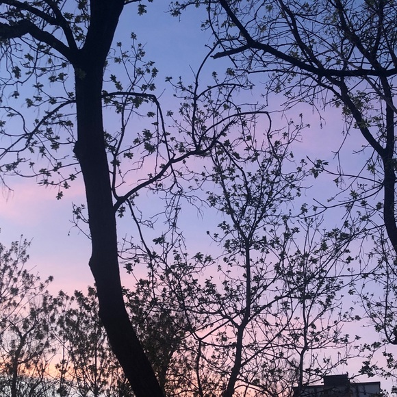 Meet your Posher, Rowan - Picture 1 of 1